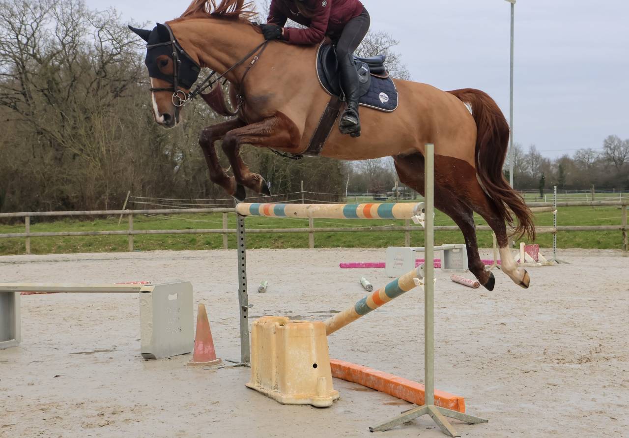 Caballo castrado Silla Franc&eacute;s En venta 2018 Alaz&aacute;n