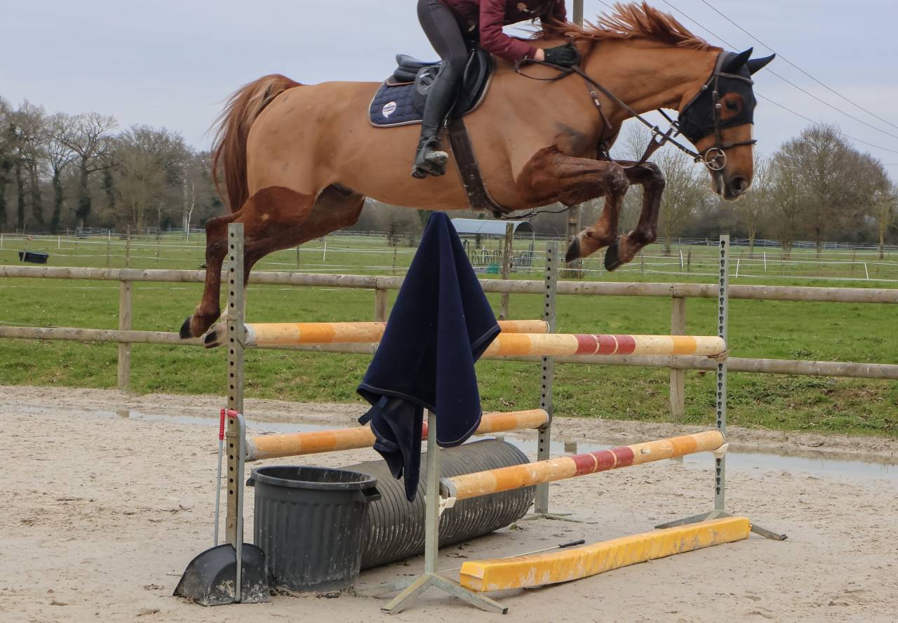Caballo castrado Silla Franc&eacute;s En venta 2018 Alaz&aacute;n