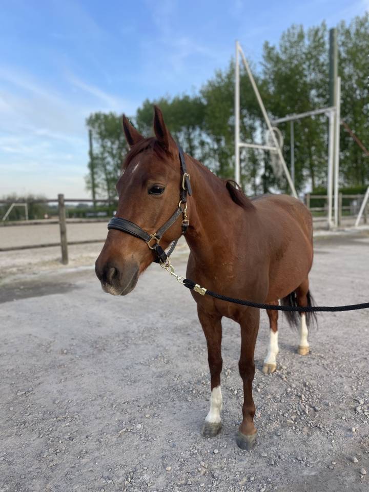 Yegua Poni de Silla Belga En venta 2019 Alaz&aacute;n tostado