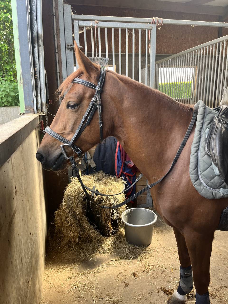 Yegua Poni de Silla Belga En venta 2019 Alaz&aacute;n tostado