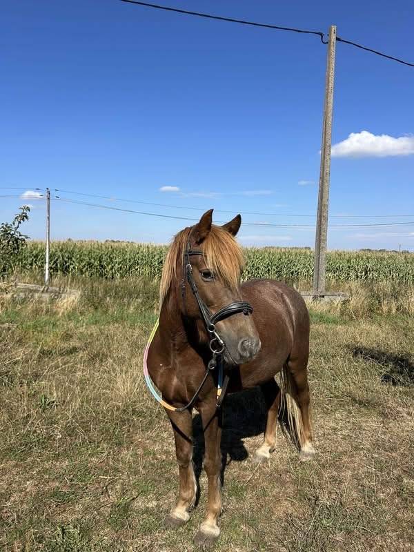 Caballo castrado Origen No Constatado En venta 2015 Alaz&aacute;n tostado