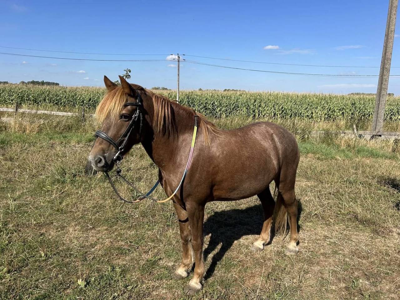 Caballo castrado Origen No Constatado En venta 2015 Alaz&aacute;n tostado