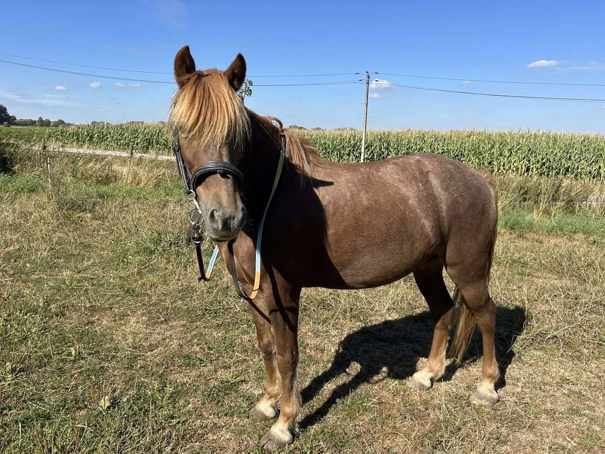 Caballo castrado Origen No Constatado En venta 2015 Alaz&aacute;n tostado
