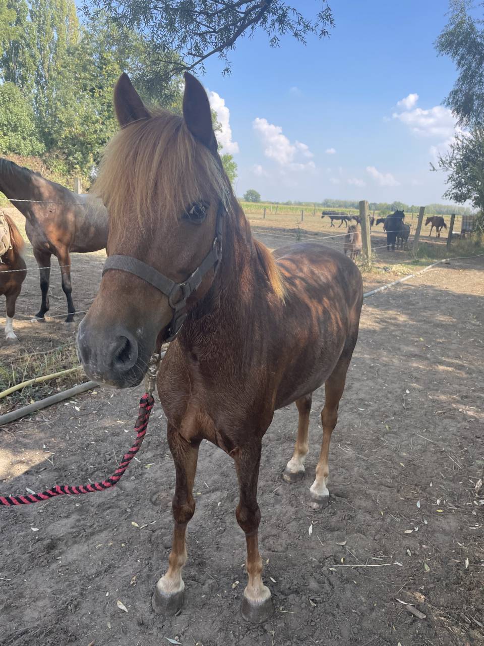 Caballo castrado Origen No Constatado En venta 2015 Alaz&aacute;n tostado