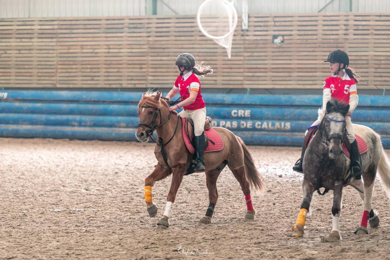 Caballo castrado Origen No Constatado En venta 2015 Alaz&aacute;n tostado