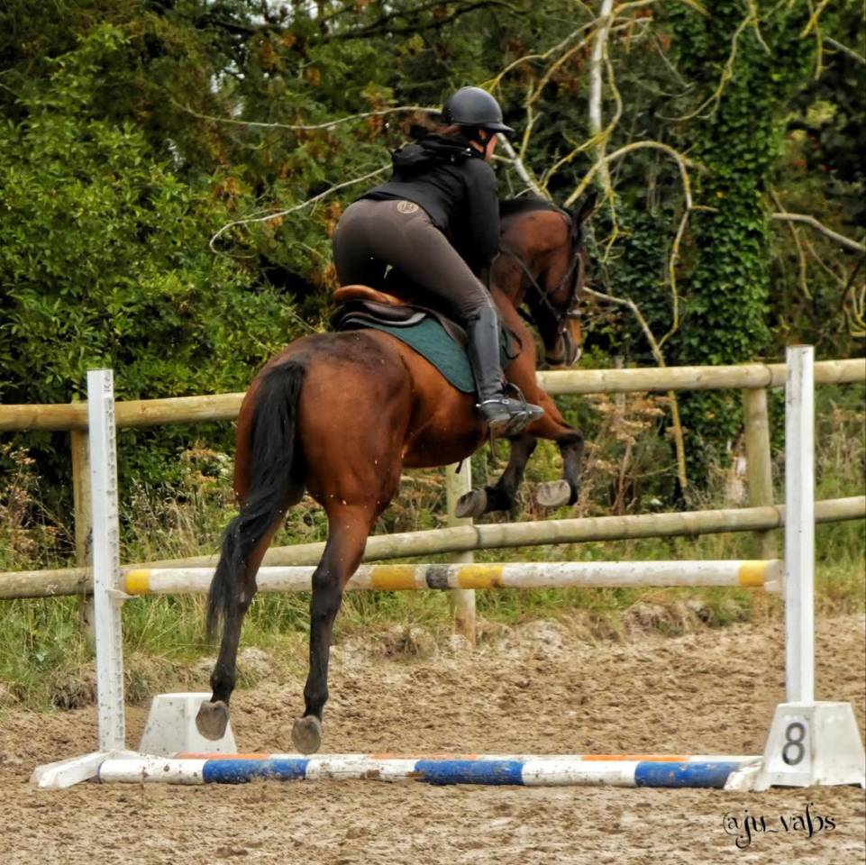 Caballo castrado Pura Sangre En venta 2020 Bayo