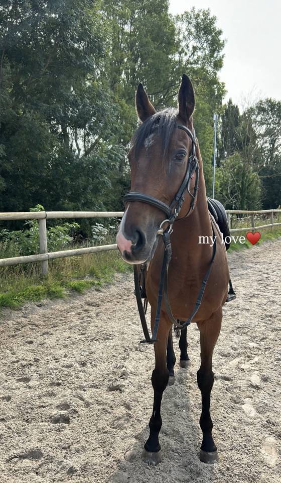 Caballo castrado Pura Sangre En venta 2020 Bayo