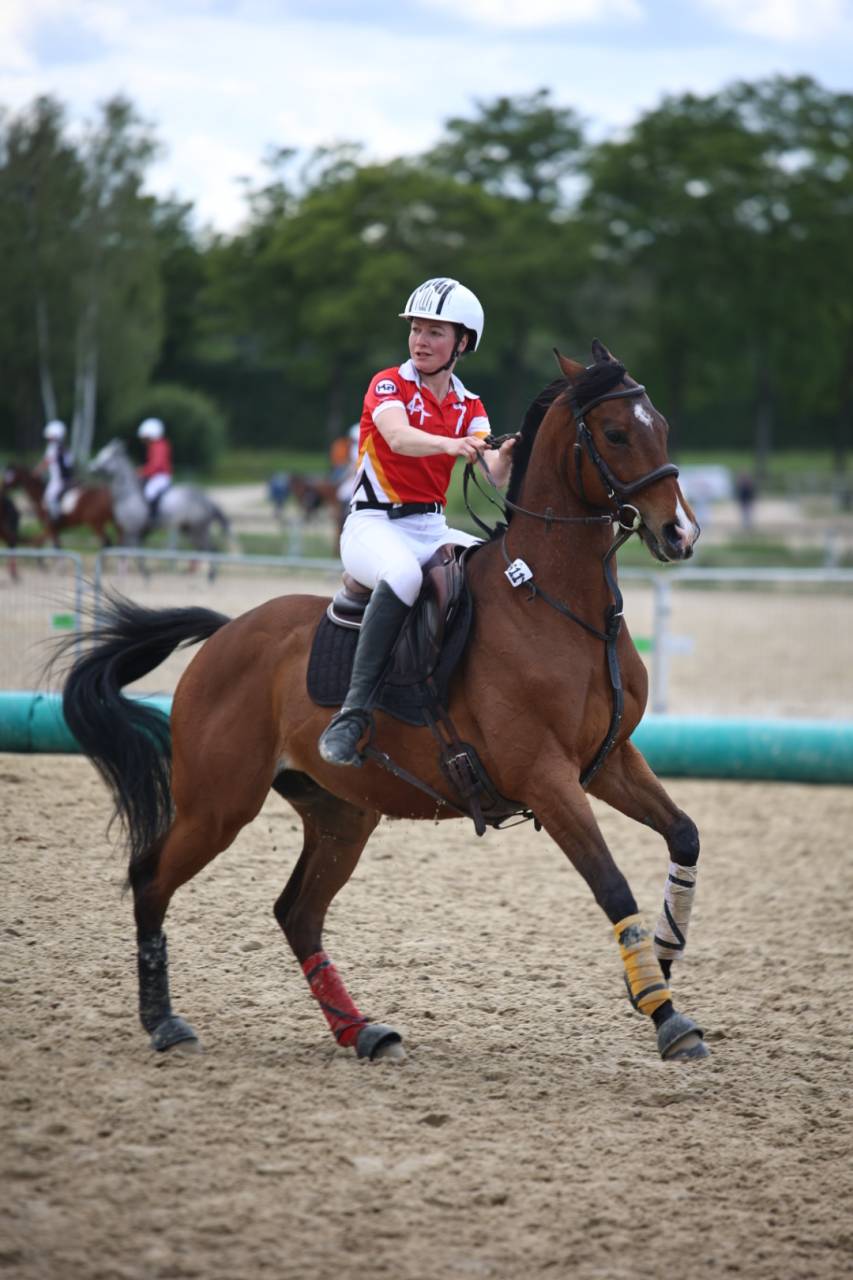 Caballo castrado Pura Sangre En venta 2020 Bayo