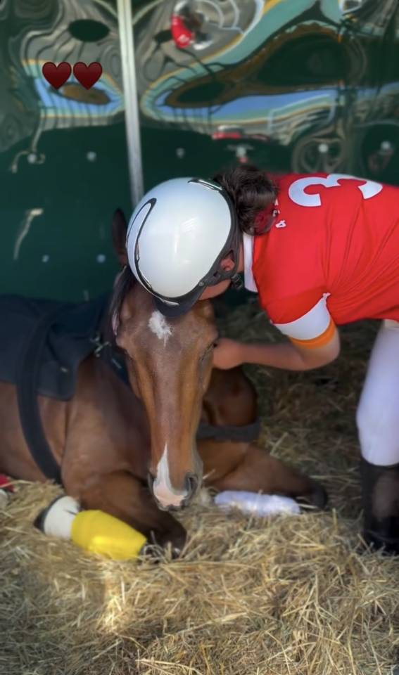 Caballo castrado Pura Sangre En venta 2020 Bayo
