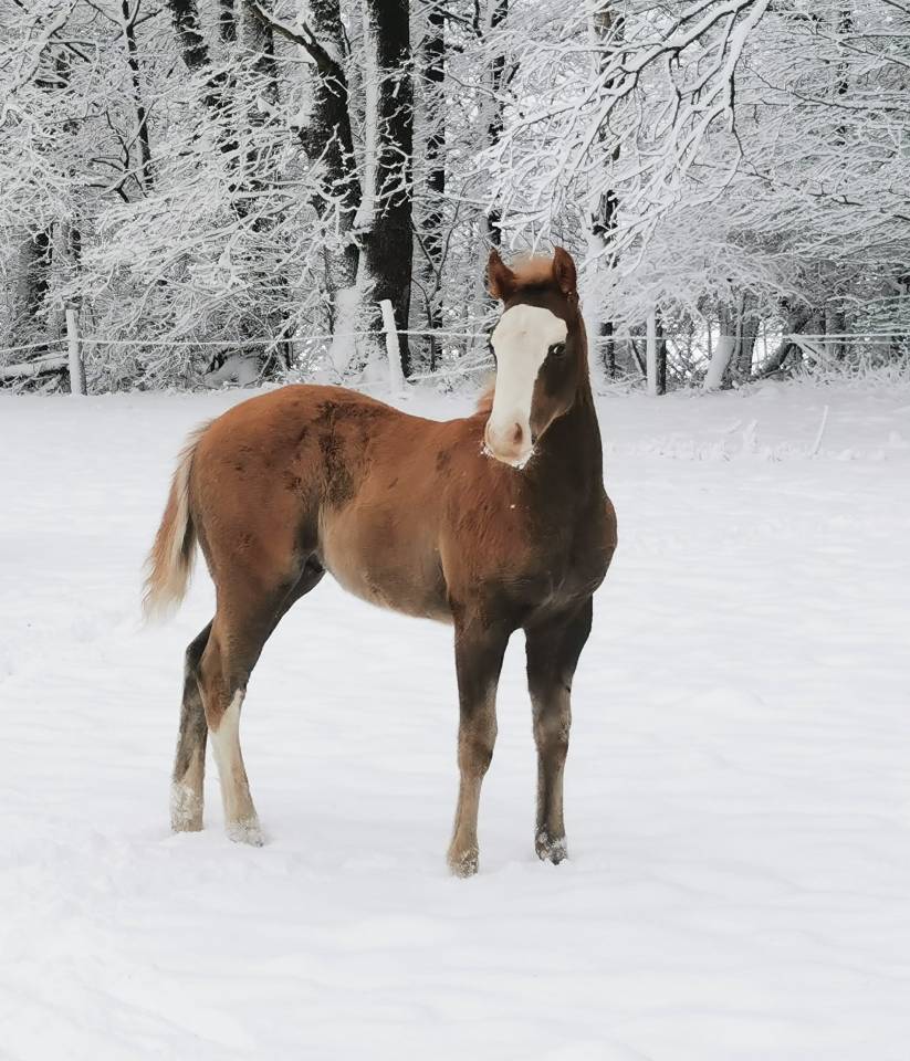 Potro Paint Horse En venta 2025 Sorrel por ROCK SONNY VERSARY