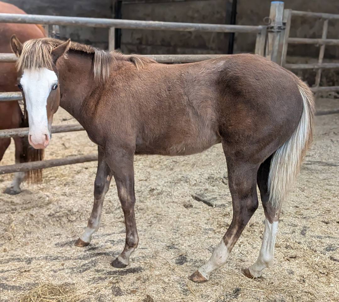 Potro Paint Horse En venta 2025 Sorrel por ROCK SONNY VERSARY