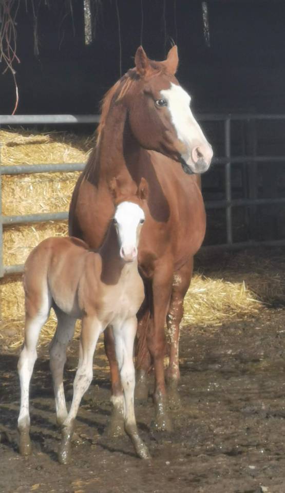 Potro Paint Horse En venta 2025 Sorrel por ROCK SONNY VERSARY