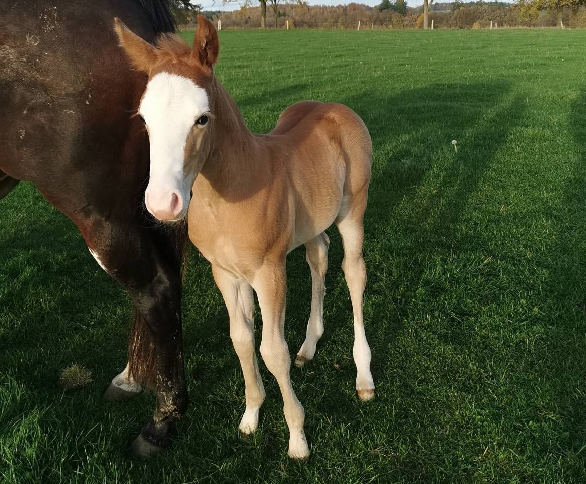 Potro Paint Horse En venta 2025 Sorrel por ROCK SONNY VERSARY