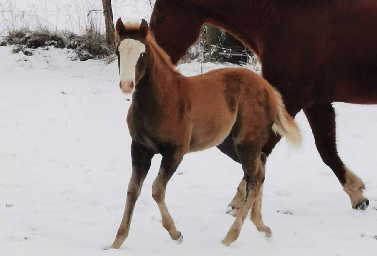 Potro Paint Horse En venta 2025 Sorrel por ROCK SONNY VERSARY