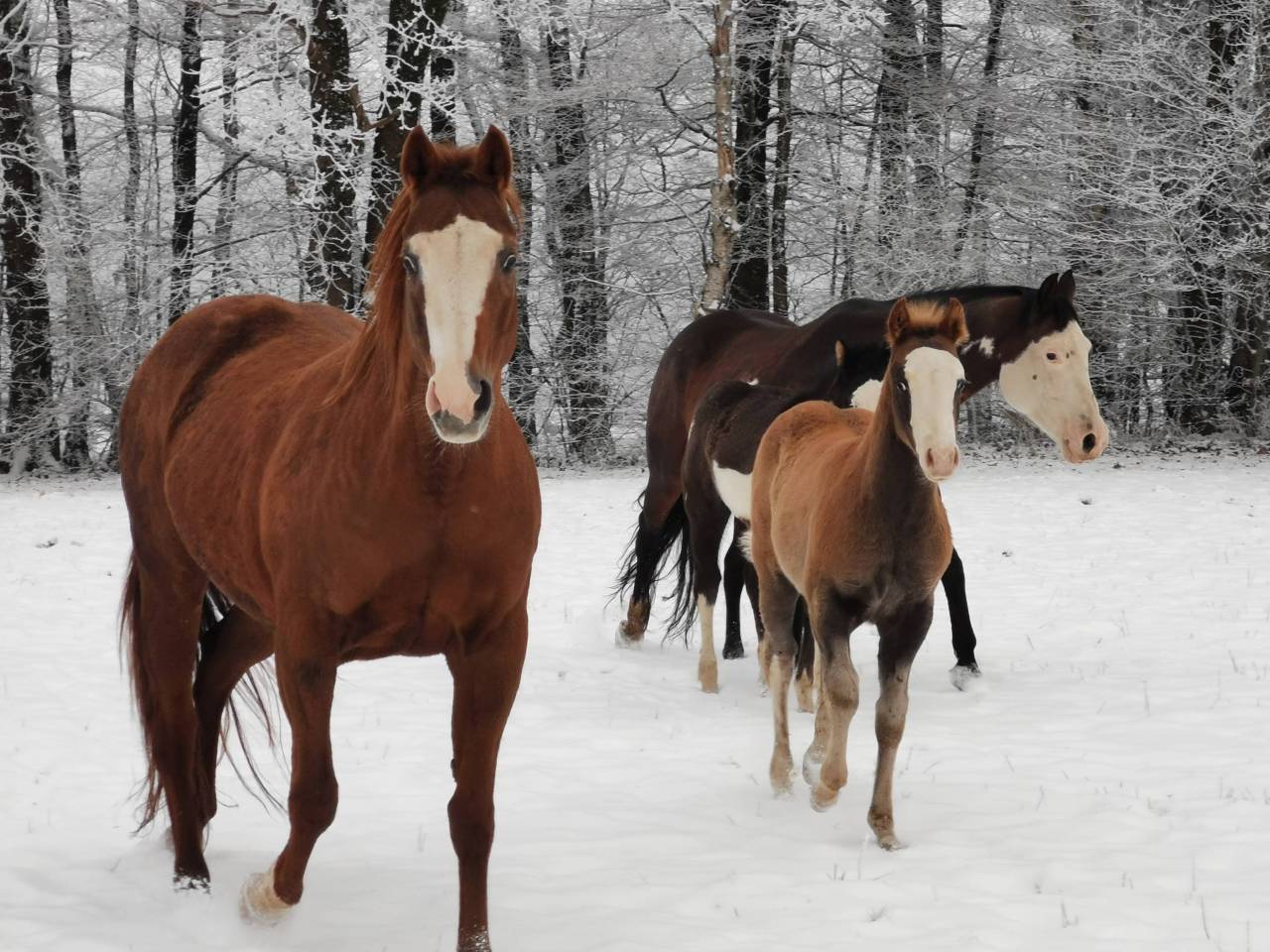Potro Paint Horse En venta 2025 Sorrel por ROCK SONNY VERSARY