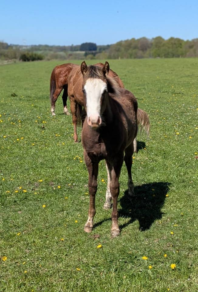 Potro Paint Horse En venta 2025 Sorrel por ROCK SONNY VERSARY