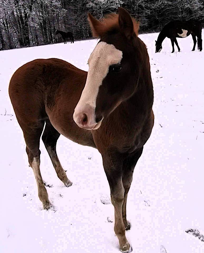 Potro Paint Horse En venta 2025 Sorrel por ROCK SONNY VERSARY