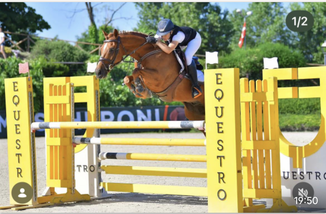 Caballo castrado Otra Raza de Poni En venta 2012 Alaz&aacute;n