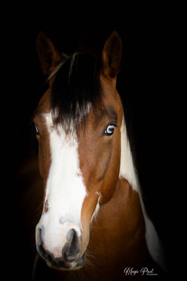 Caballo castrado Paint Horse En venta 2023 Tobiano