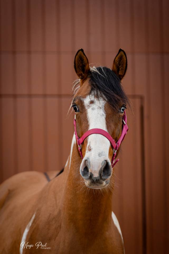 Caballo castrado Paint Horse En venta 2023 Tobiano