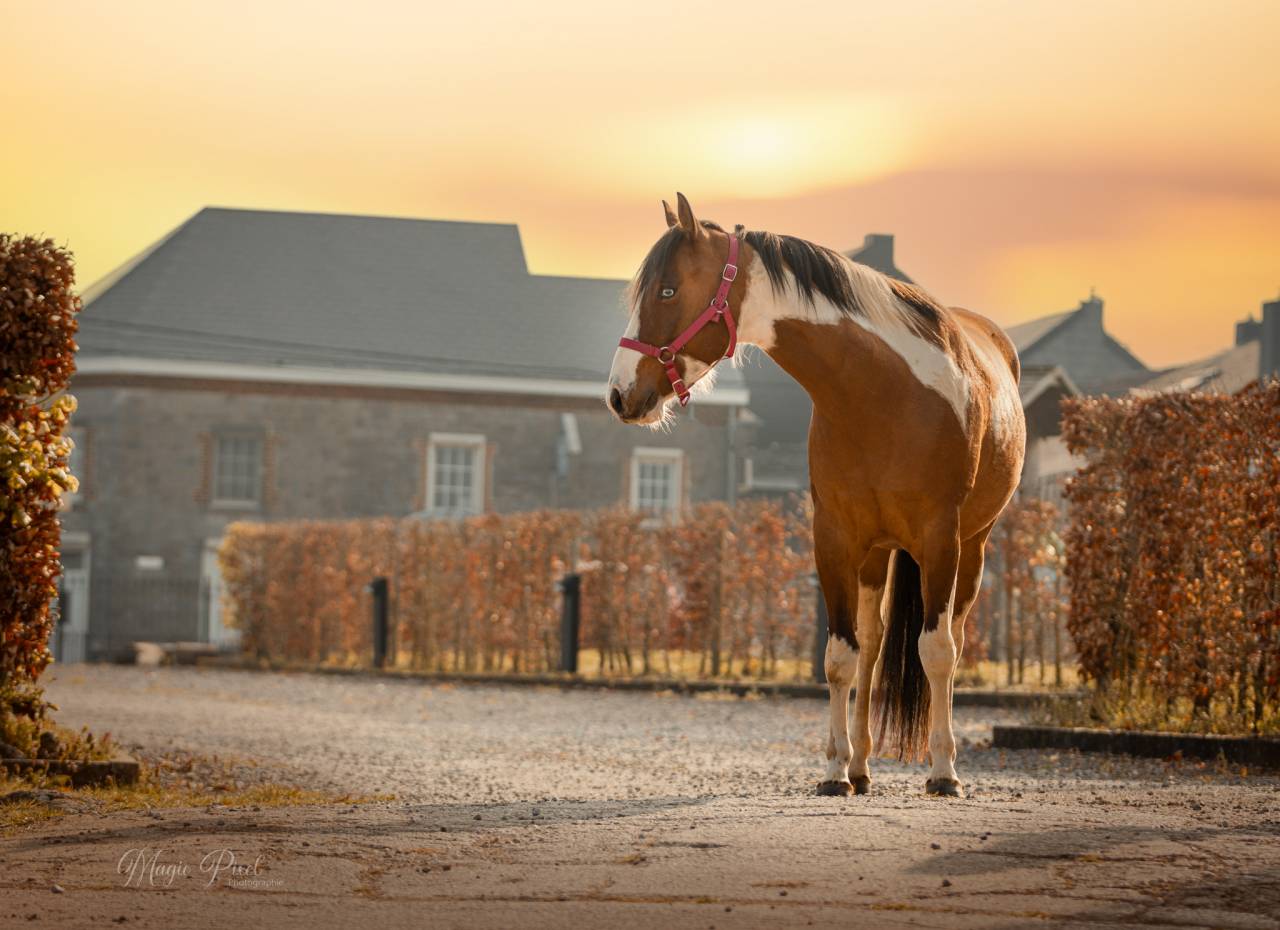 Caballo castrado Paint Horse En venta 2023 Tobiano