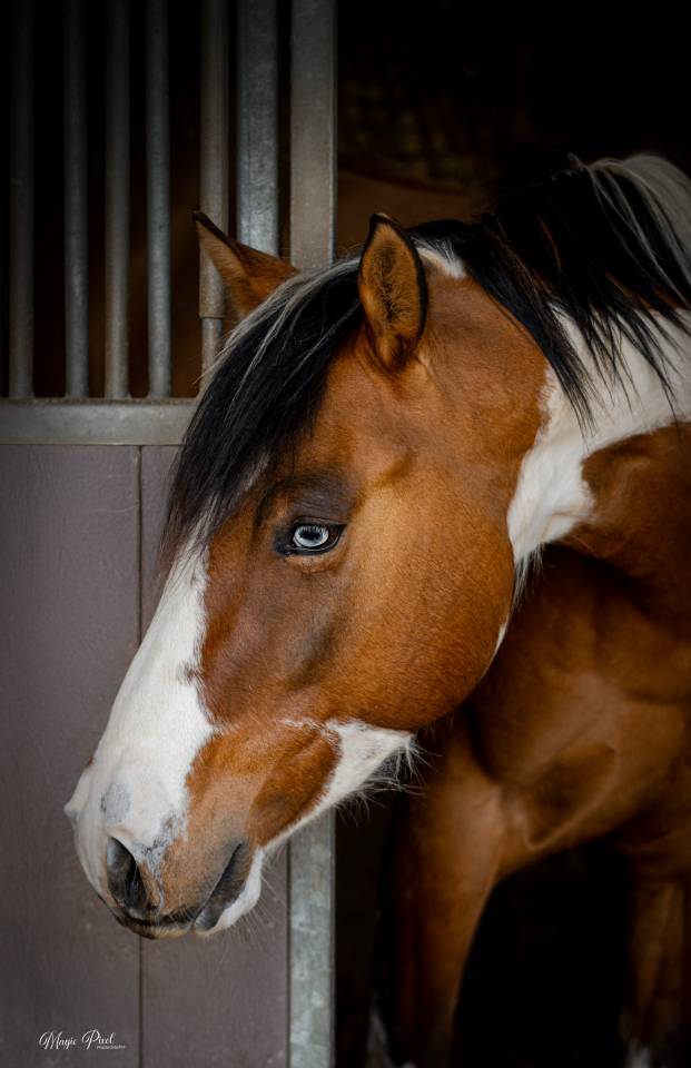 Caballo castrado Paint Horse En venta 2023 Tobiano