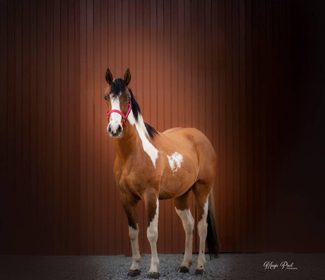 Caballo castrado Paint Horse En venta 2023 Tobiano