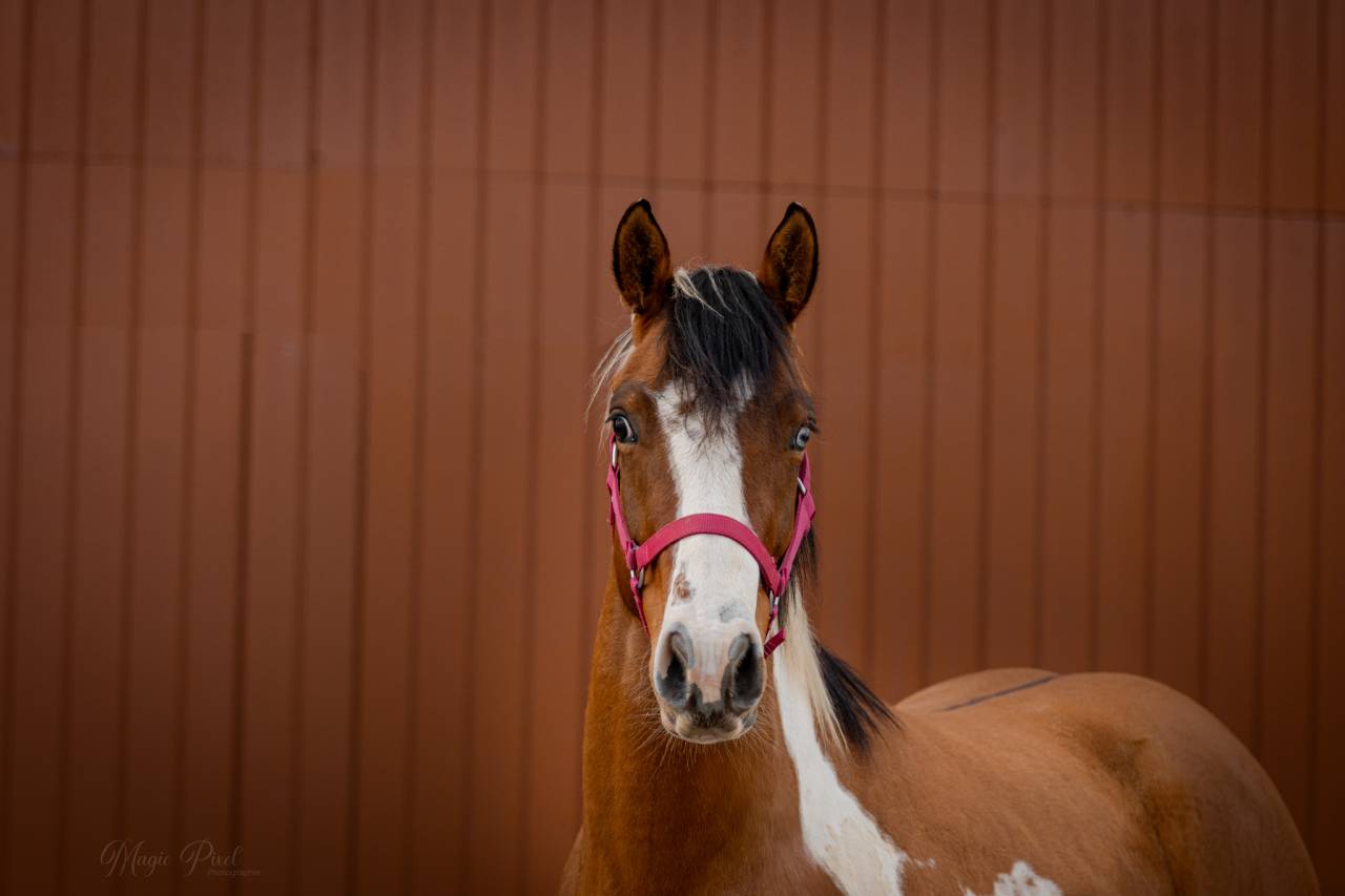 Caballo castrado Paint Horse En venta 2023 Tobiano