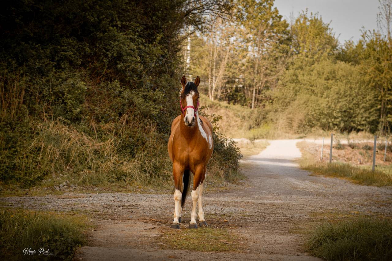 Caballo castrado Paint Horse En venta 2023 Tobiano