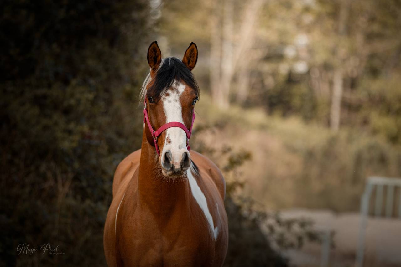 Caballo castrado Paint Horse En venta 2023 Tobiano