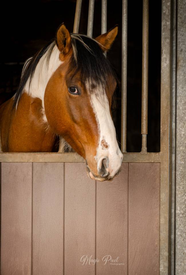 Caballo castrado Paint Horse En venta 2023 Tobiano