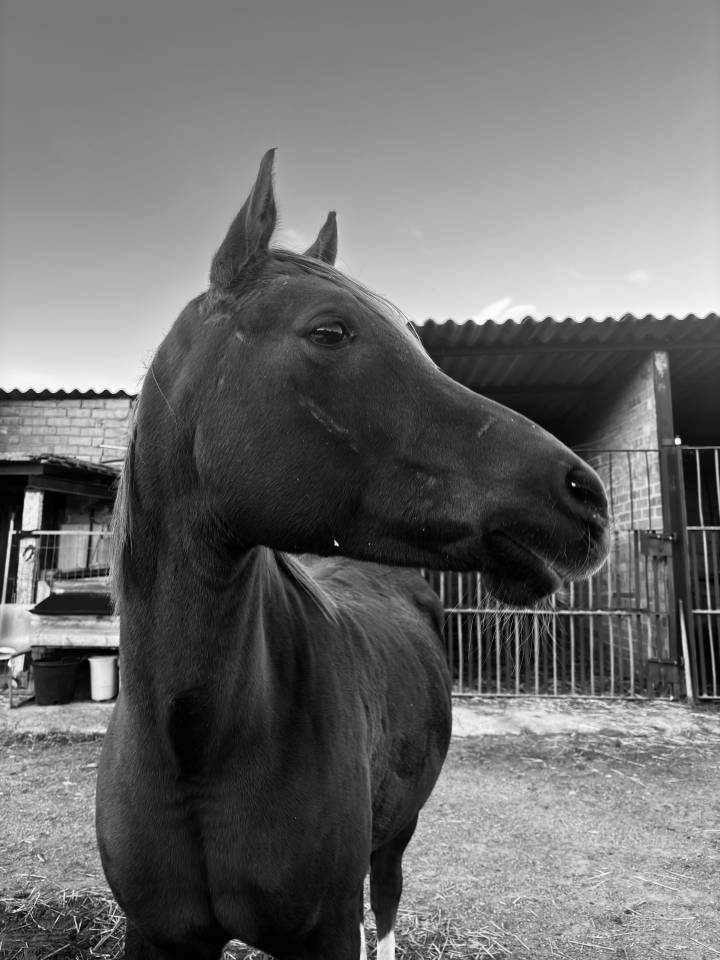 Yegua P.R.&Aacute;, 14 a&ntilde;os 