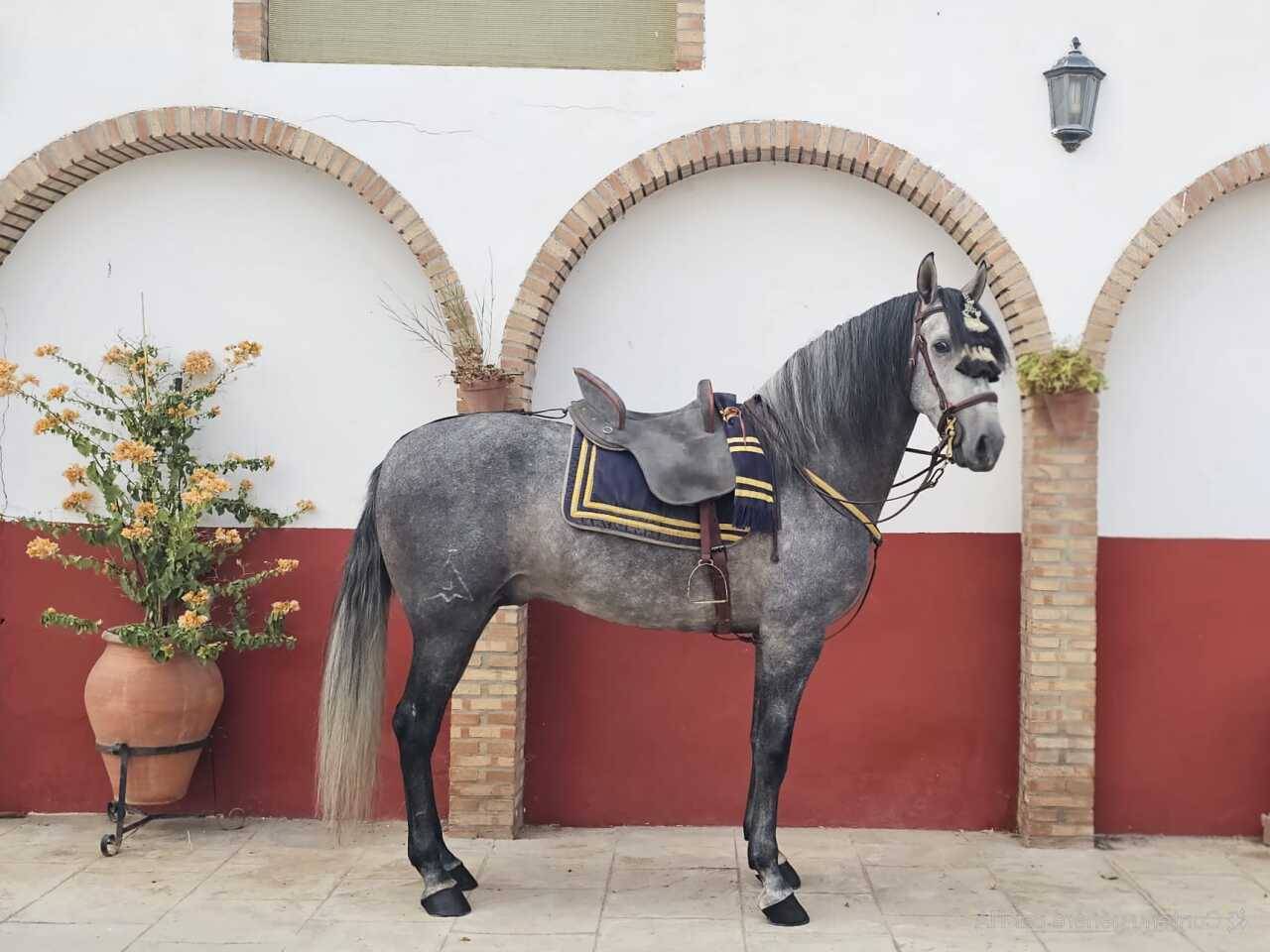 Caballo de Pura Raza Espa&ntilde;ola 2021 castrado 