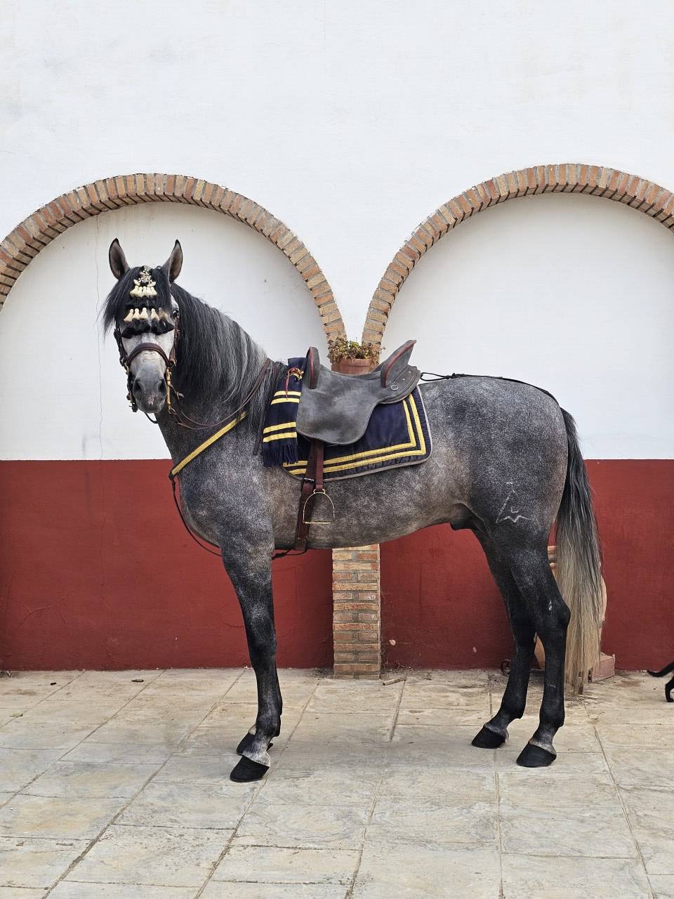 Caballo de Pura Raza Espa&ntilde;ola 2021 castrado 