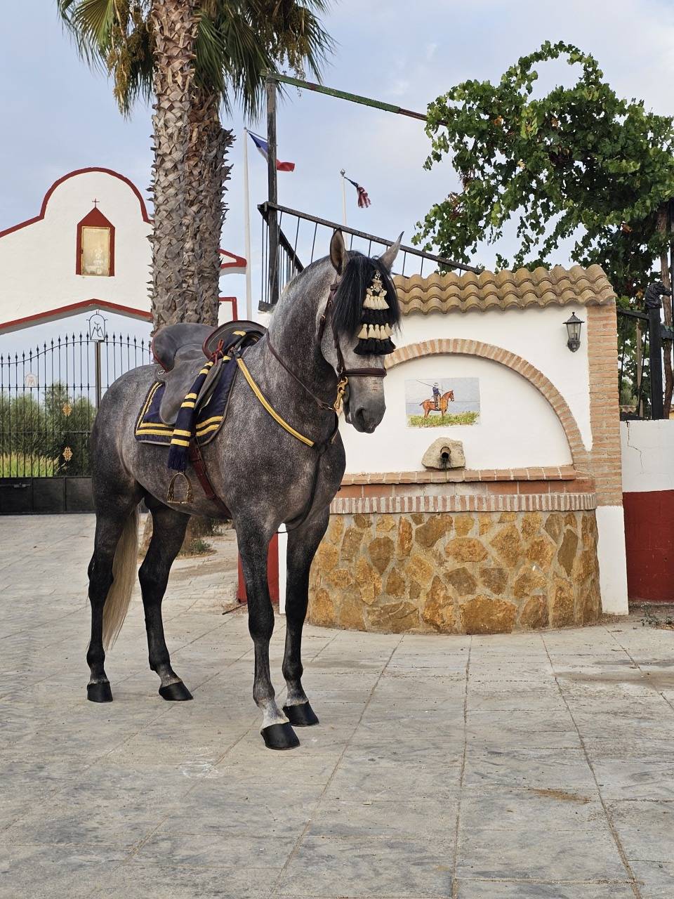 Caballo de Pura Raza Espa&ntilde;ola 2021 castrado 
