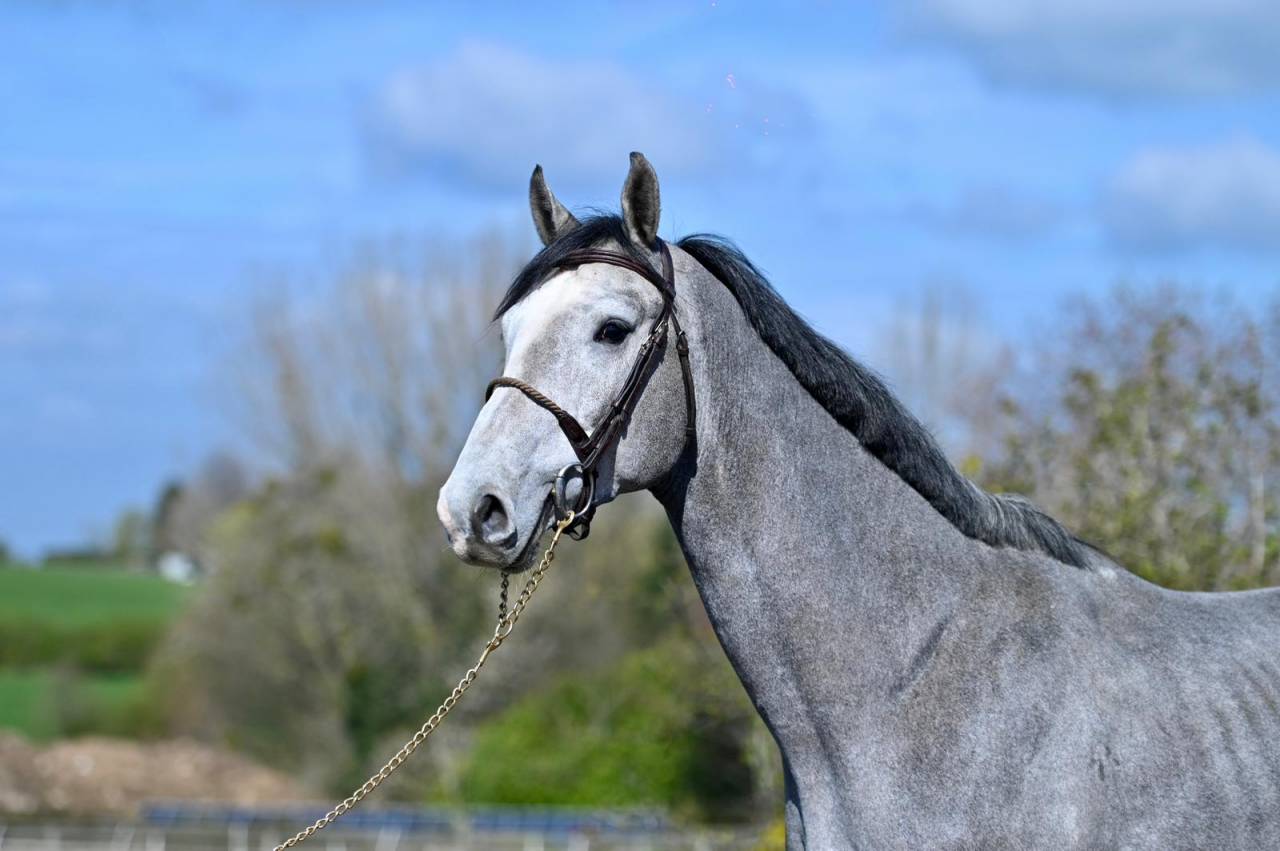 Caballo entero KWPN Caballo de Deporte Neerland&eacute;s En venta 2013 Tordo por Dallas vdl