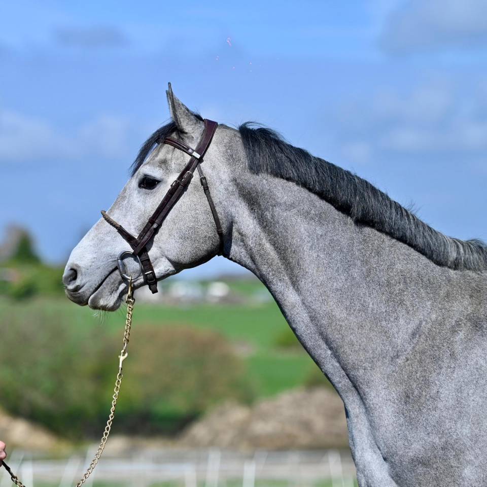 Caballo entero KWPN Caballo de Deporte Neerland&eacute;s En venta 2013 Tordo por Dallas vdl