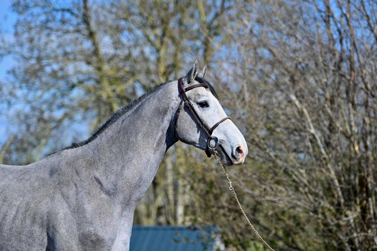 Caballo entero KWPN Caballo de Deporte Neerland&eacute;s En venta 2013 Tordo por Dallas vdl
