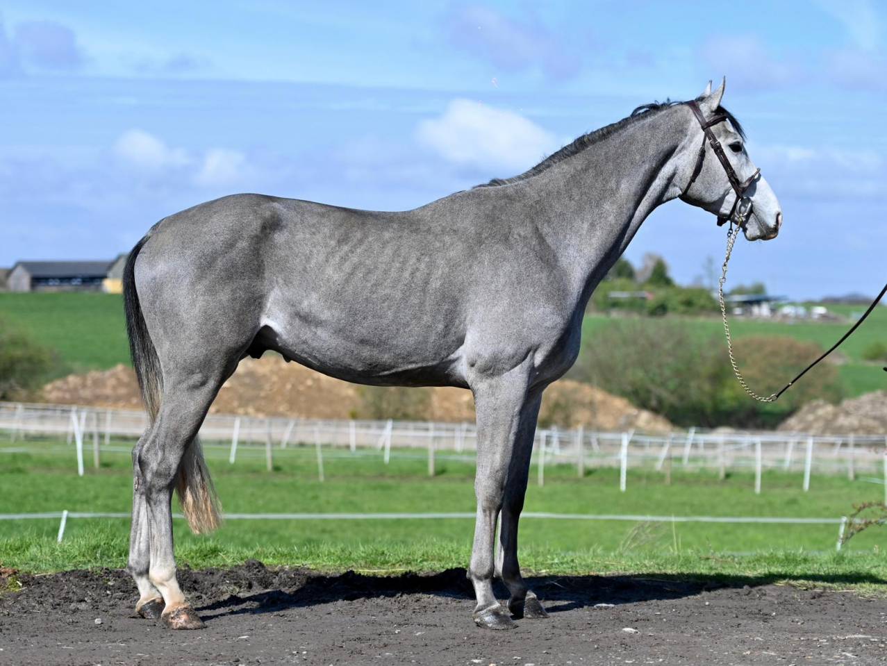 Caballo entero KWPN Caballo de Deporte Neerland&eacute;s En venta 2013 Tordo por Dallas vdl