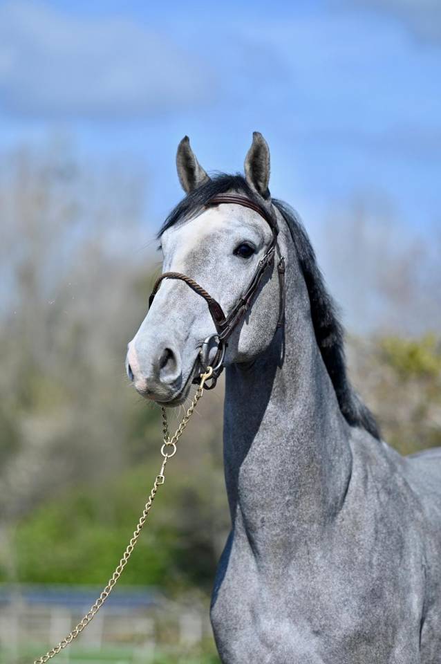 Caballo entero KWPN Caballo de Deporte Neerland&eacute;s En venta 2013 Tordo por Dallas vdl