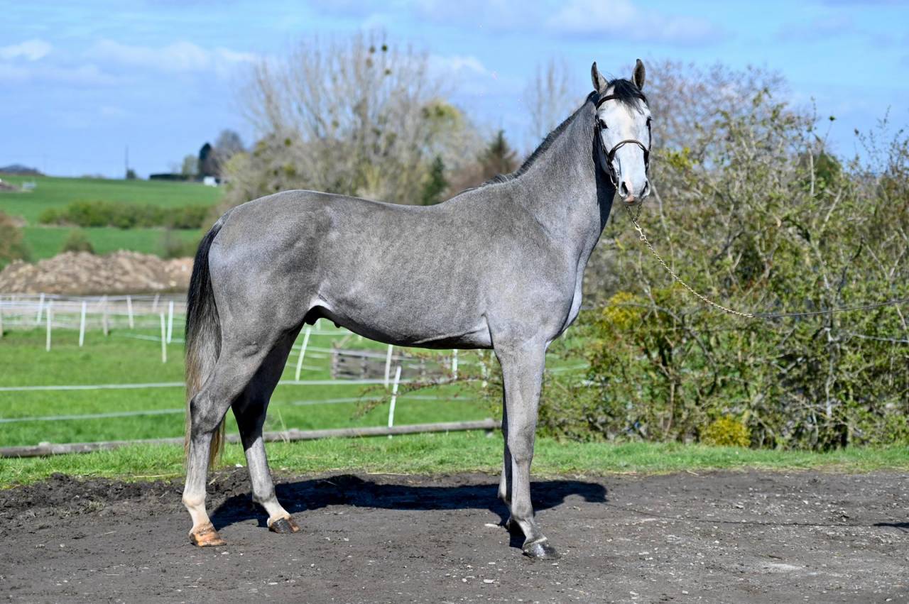 Caballo entero KWPN Caballo de Deporte Neerland&eacute;s En venta 2013 Tordo por Dallas vdl