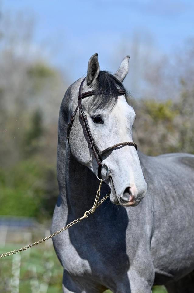 Caballo entero KWPN Caballo de Deporte Neerland&eacute;s En venta 2013 Tordo por Dallas vdl