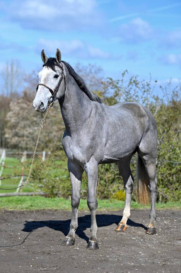 Caballo entero KWPN Caballo de Deporte Neerland&eacute;s En venta 2013 Tordo por Dallas vdl