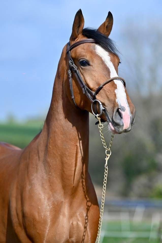 Caballo entero Zangersheide En venta 2023 Bayo por HEARTBREAKER