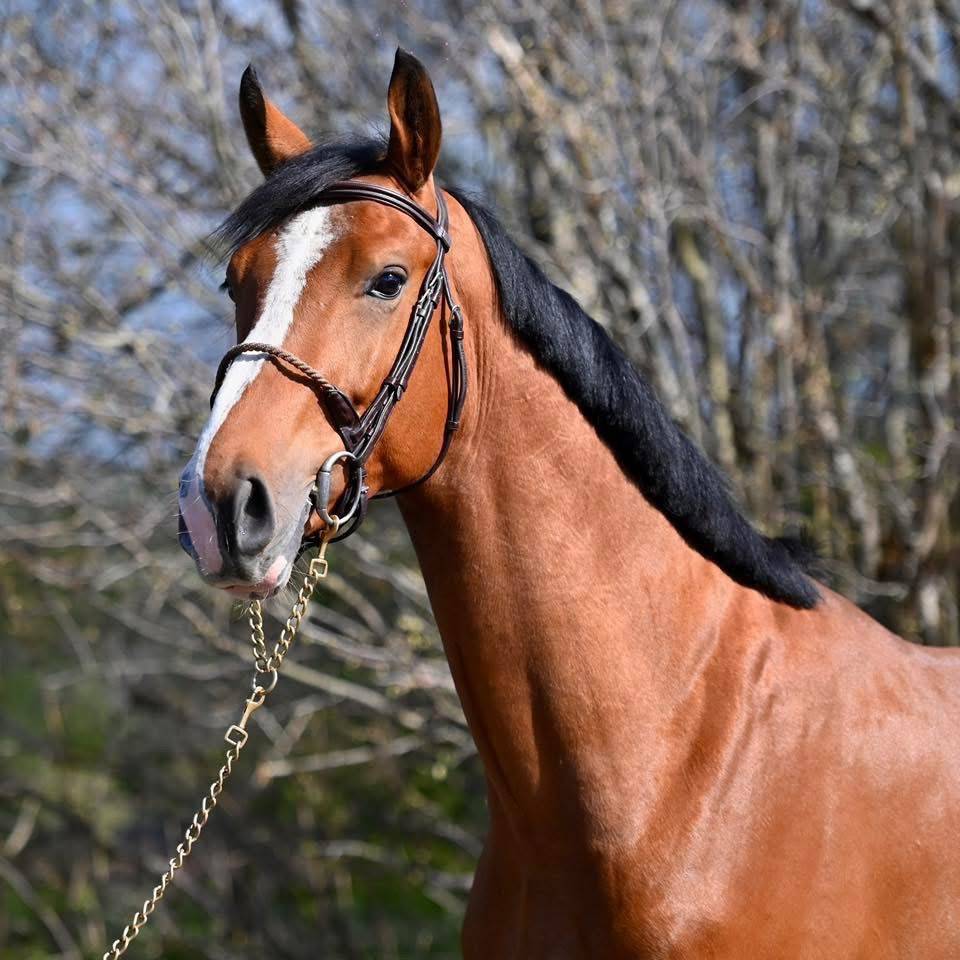 Caballo entero Zangersheide En venta 2023 Bayo por HEARTBREAKER