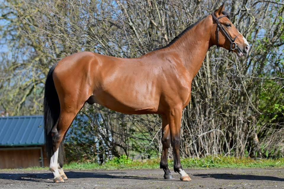 Caballo entero Zangersheide En venta 2023 Bayo por HEARTBREAKER
