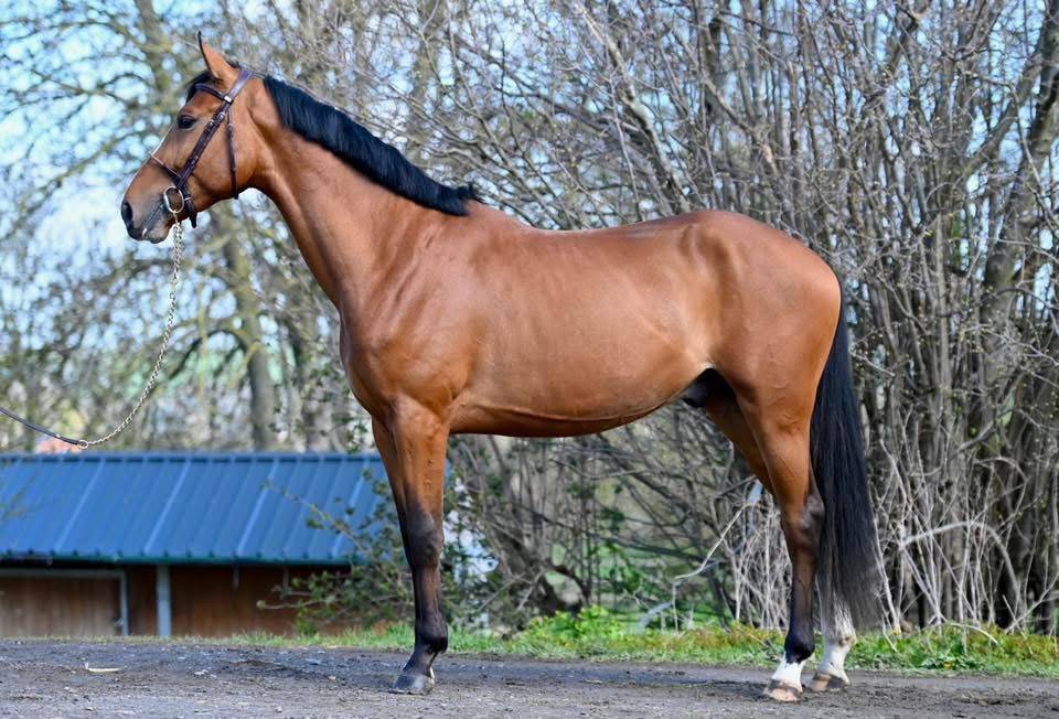 Caballo entero Zangersheide En venta 2023 Bayo por HEARTBREAKER
