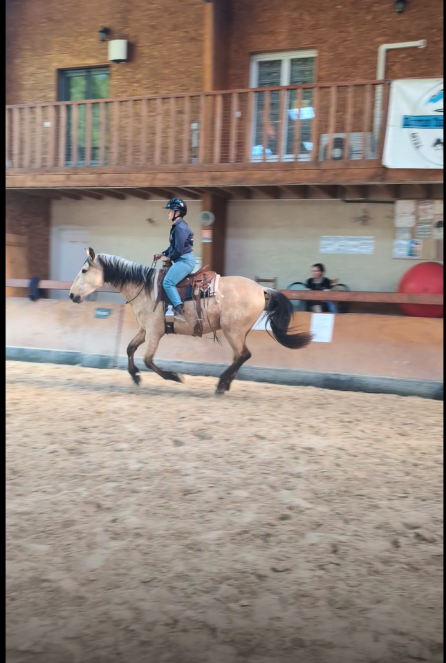 Caballo castrado PRE Pura Raza Espa&ntilde;ola En venta 2022 Isabelo