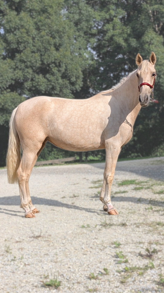 Yegua PRE Pura Raza Espa&ntilde;ola En venta 2023 Palomino por TREMENDO JL