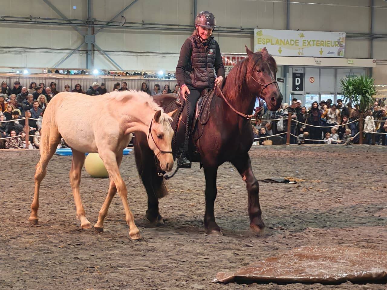 Potro PRE Pura Raza Espa&ntilde;ola En venta 2025 Palomino por ADAGIO CALLER